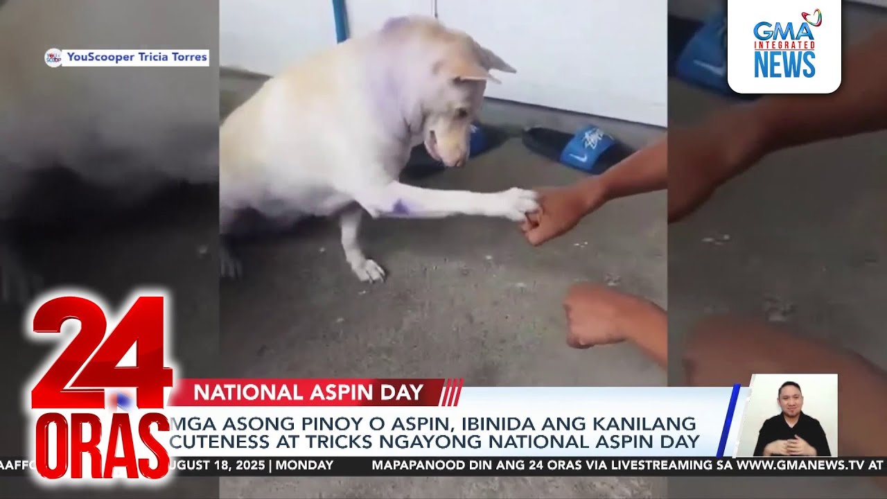 Mga asong Pinoy o aspin, ibinida ang kanilang cuteness at tricks ngayong 'National...' | 24 Oras