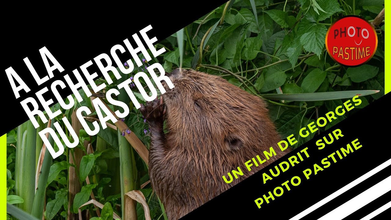 A la Recherche du Castor