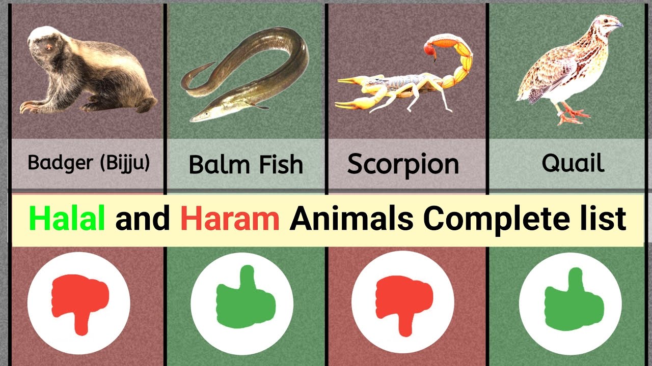 What Makes ANIMALS  Meat  Halal or Haram in Islam?