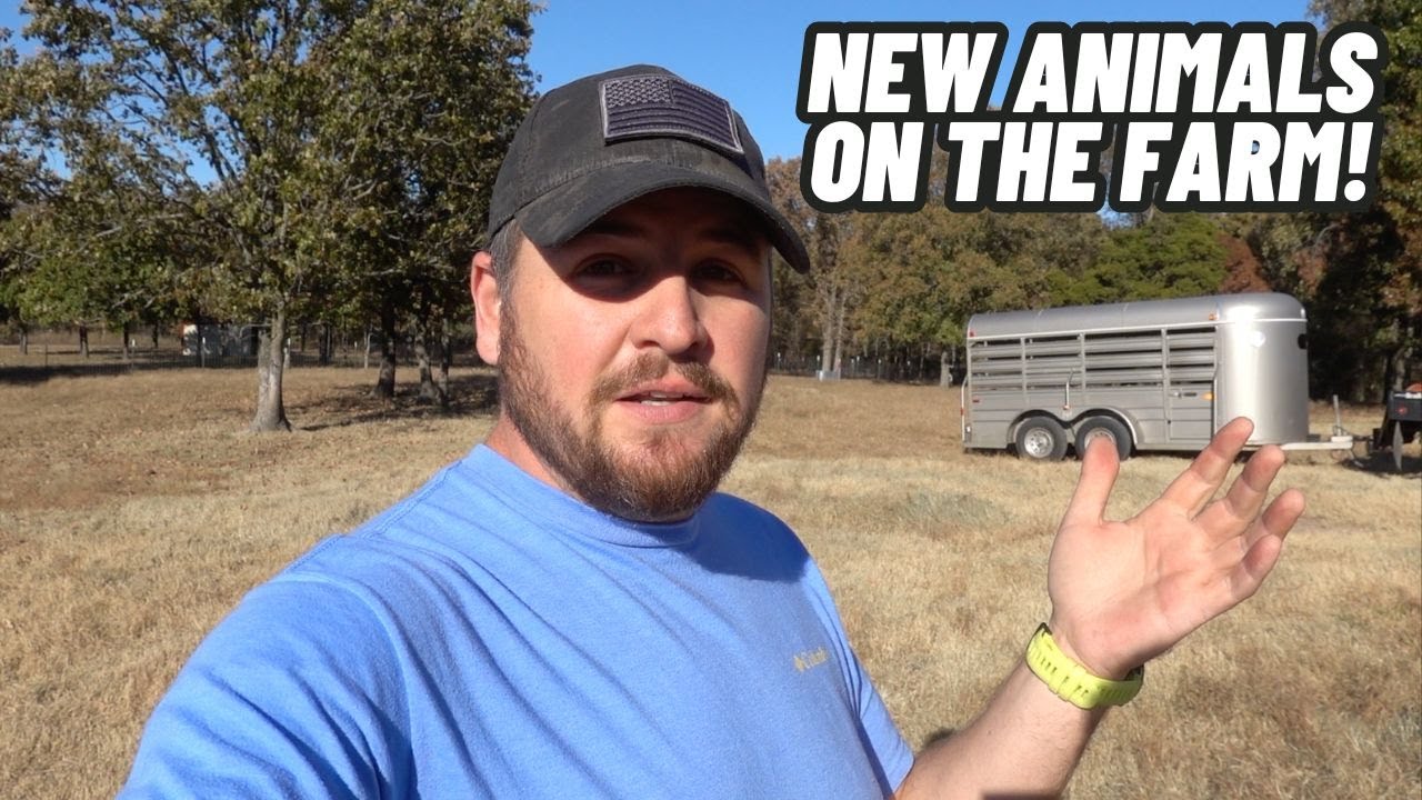WILL OUR GUARD DOGS ACCEPT THE NEW ANIMALS WE BROUGHT TO THE FARM?
