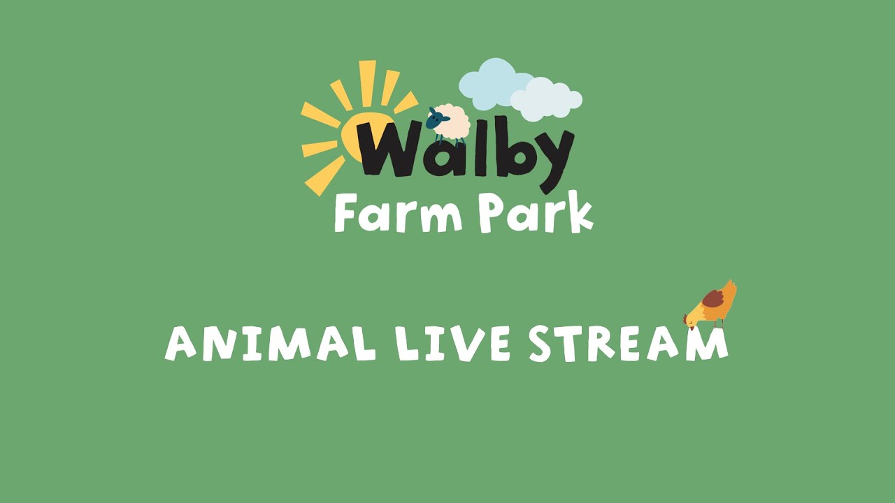 Live Lamb Cam - Walby Farm Park