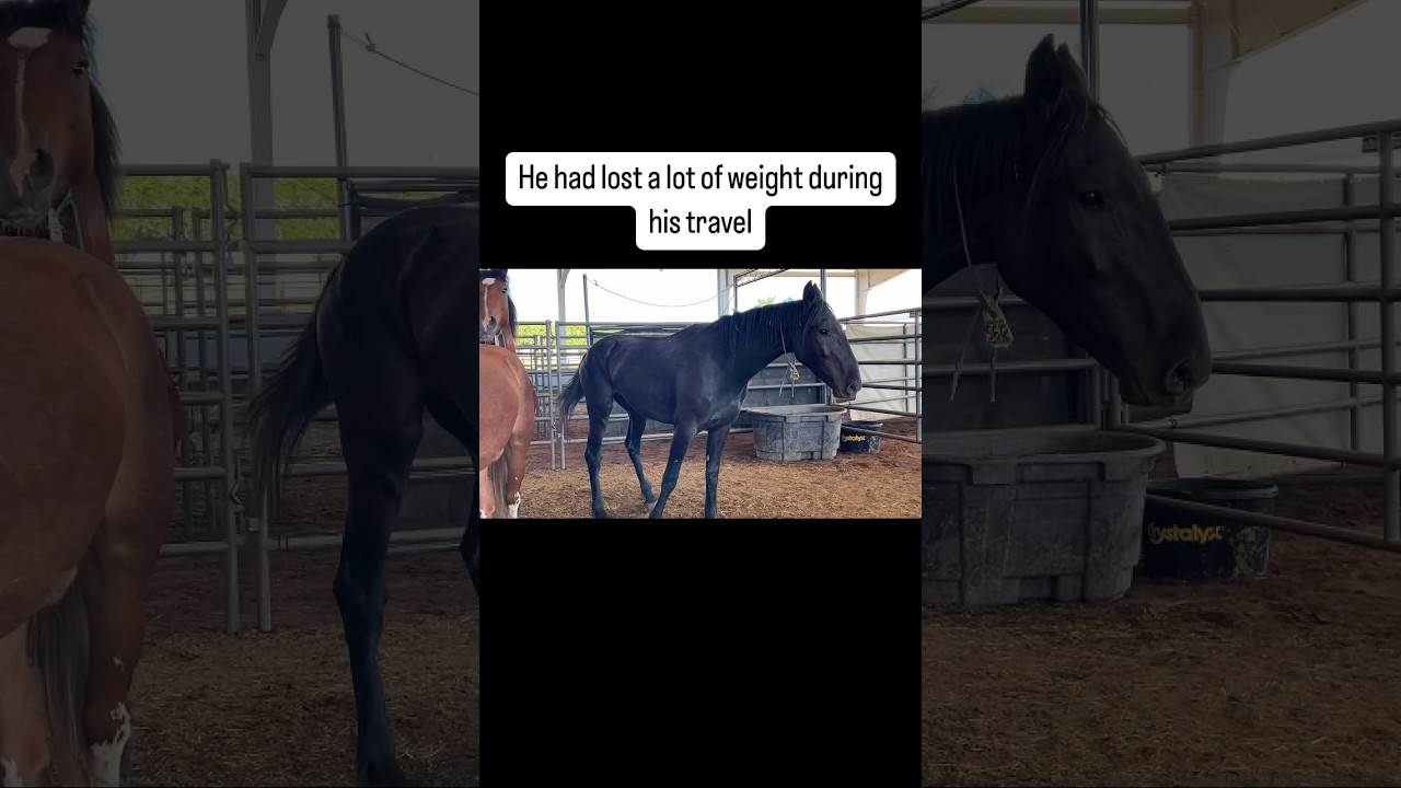 A new journey begins. #mustang #equestrian