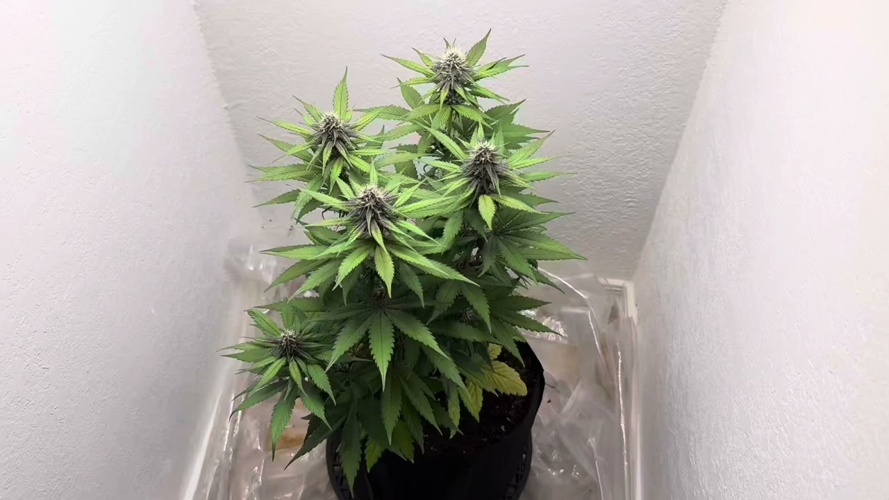 The Attitude Seed Bank is Legit!!!