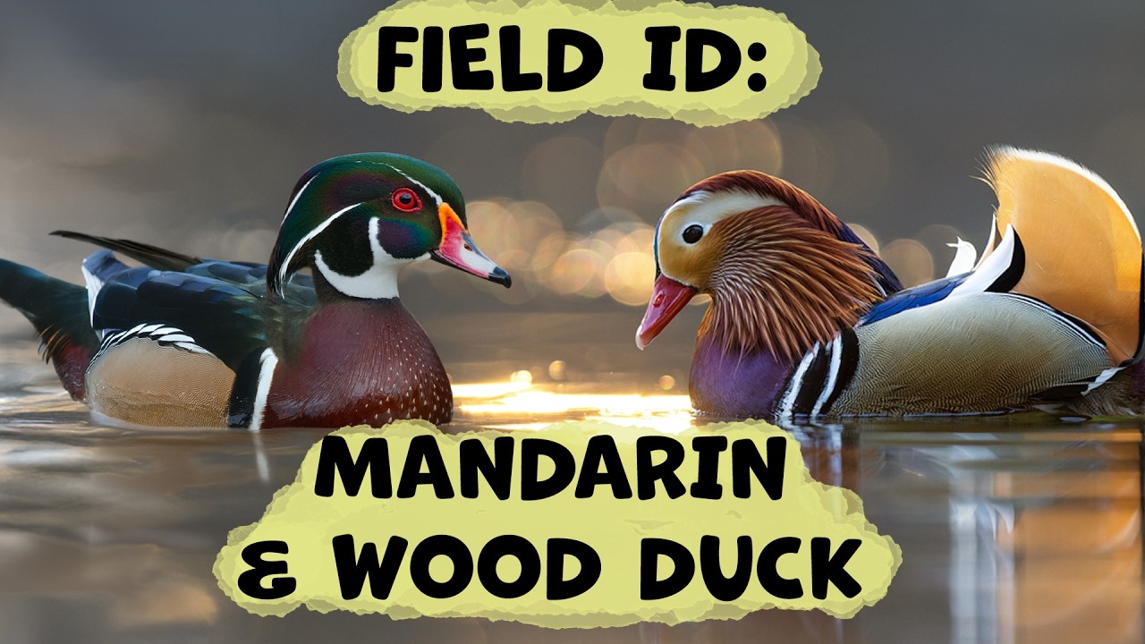 Identifying MANDARIN DUCKS and WOOD DUCKS: Comprehensive Guide