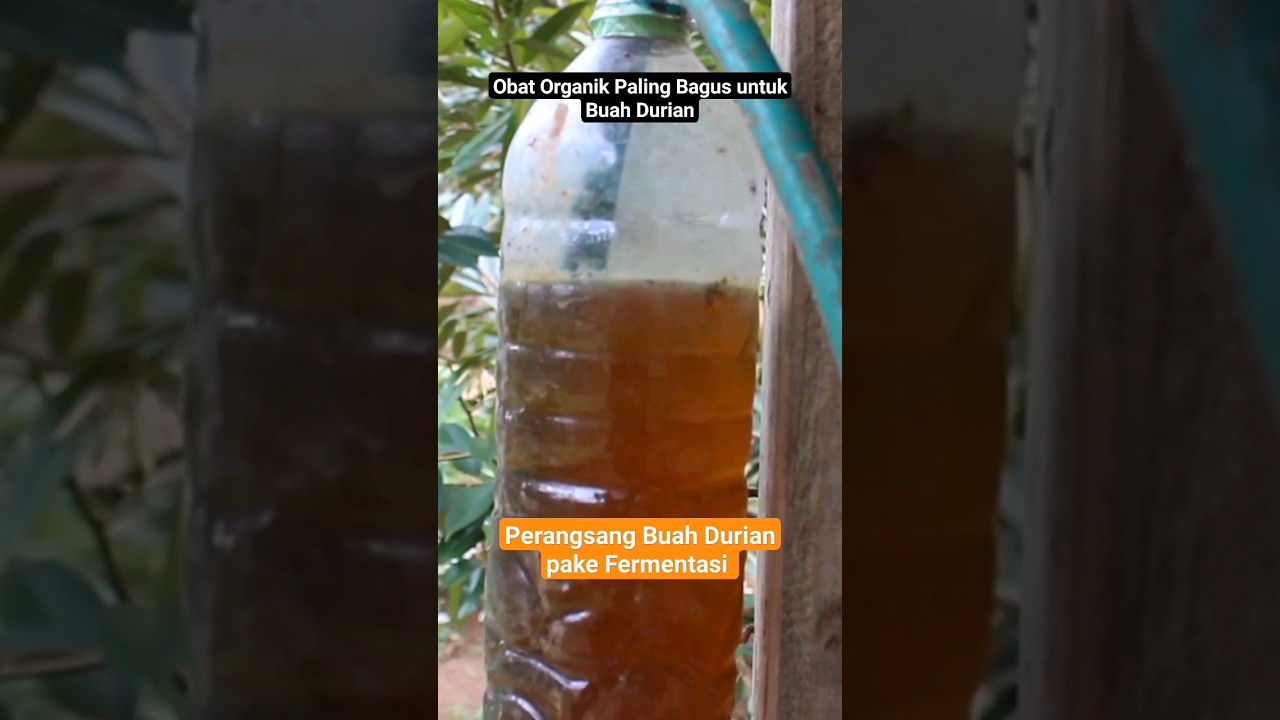 Fermentasi Perangsang Buah Durian