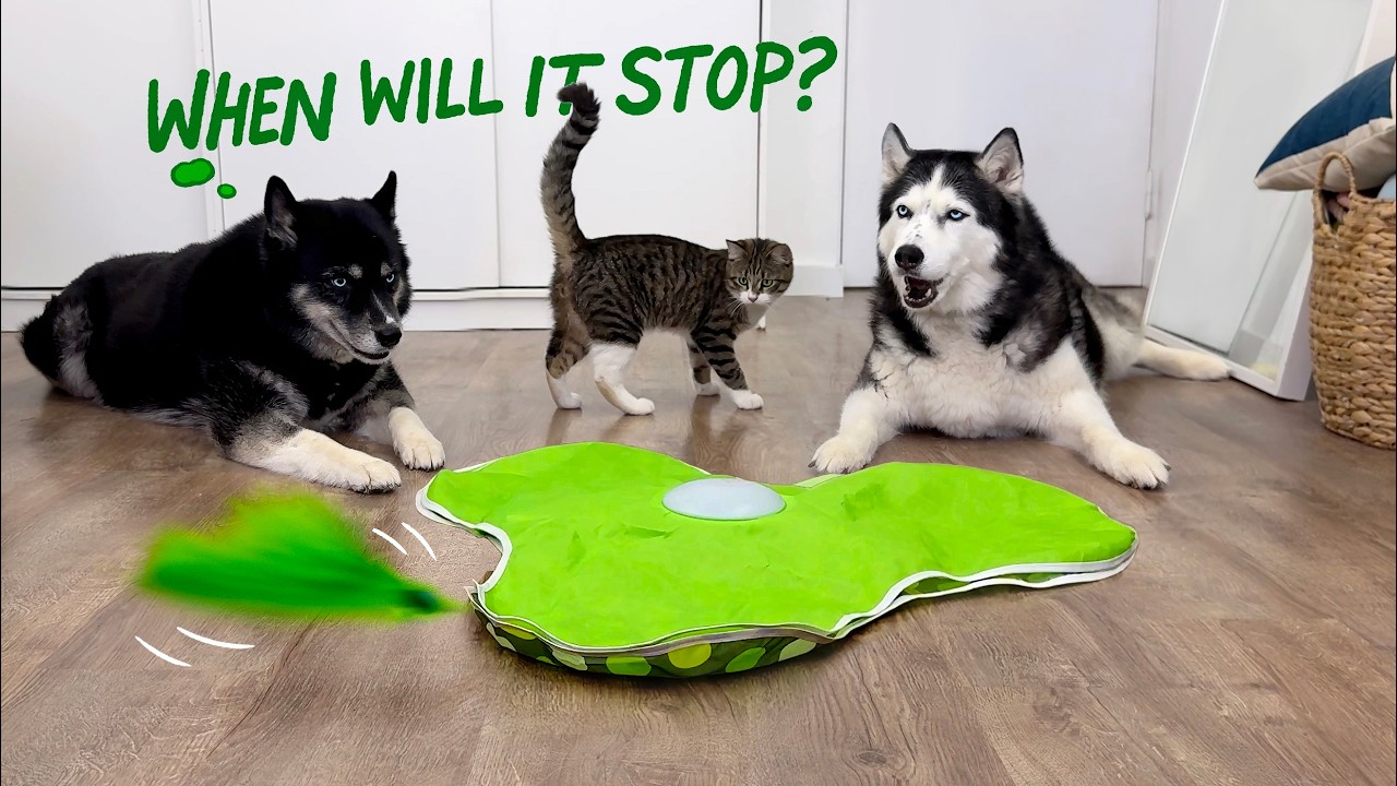 Новая игрушка свела с ума котенка и усыпила моего ХАСКИ!