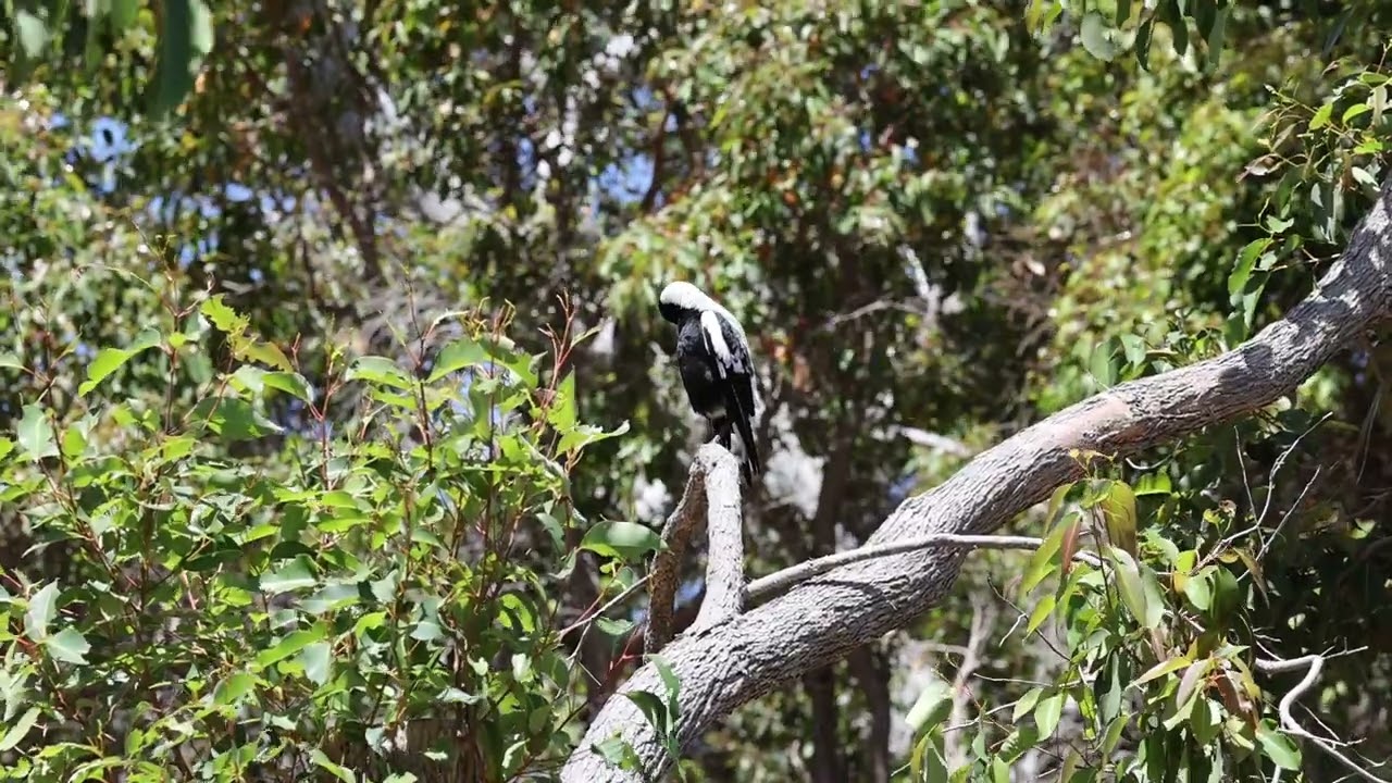 Magpie Warbling at Quindalup