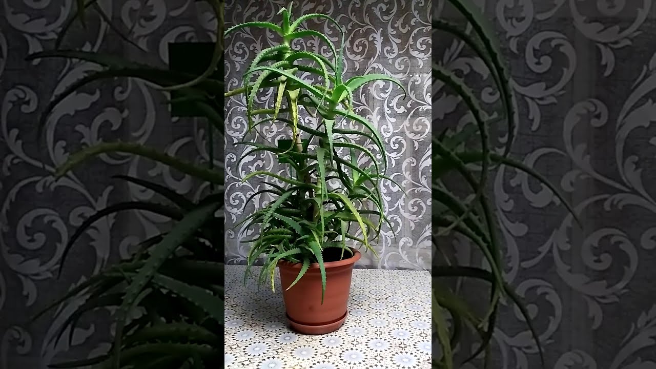 🌱АЛОЭ ДРЕВОВИДНОЕ-моя история из детства.