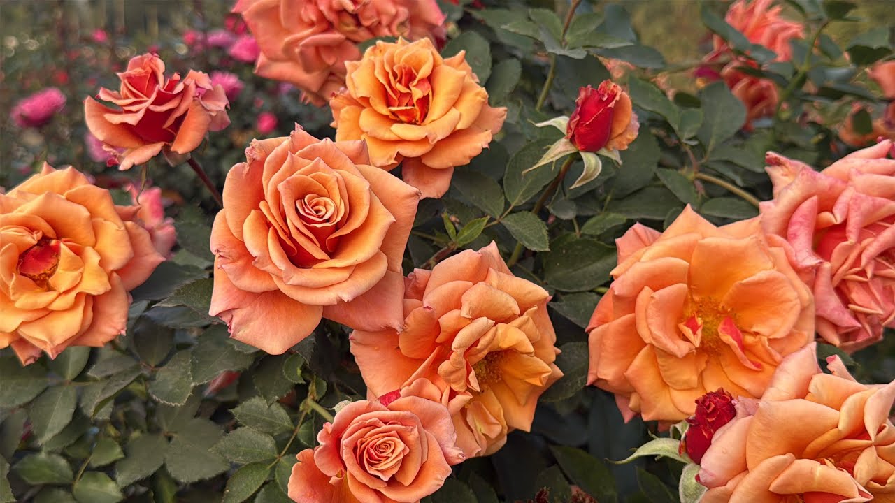 #easygrowrose 
