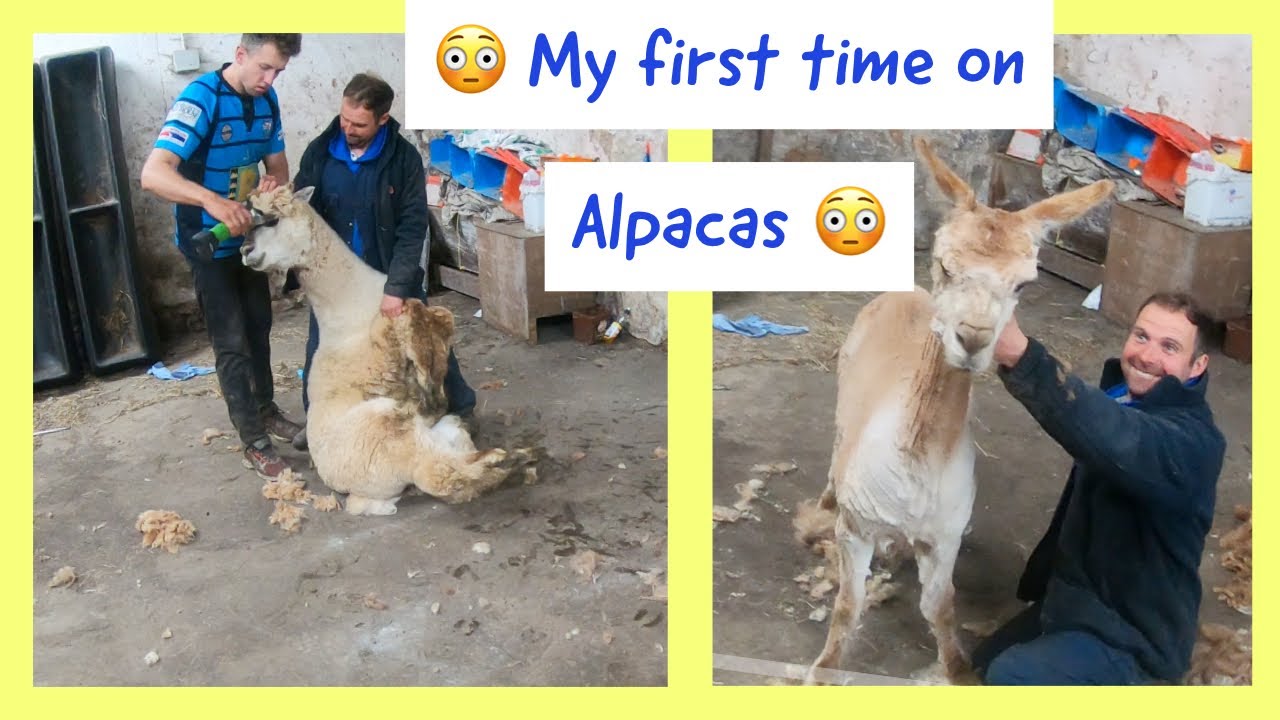 ALPACA SHEARING LIKE AN AMATUER - SHEEP SHEARING 2020