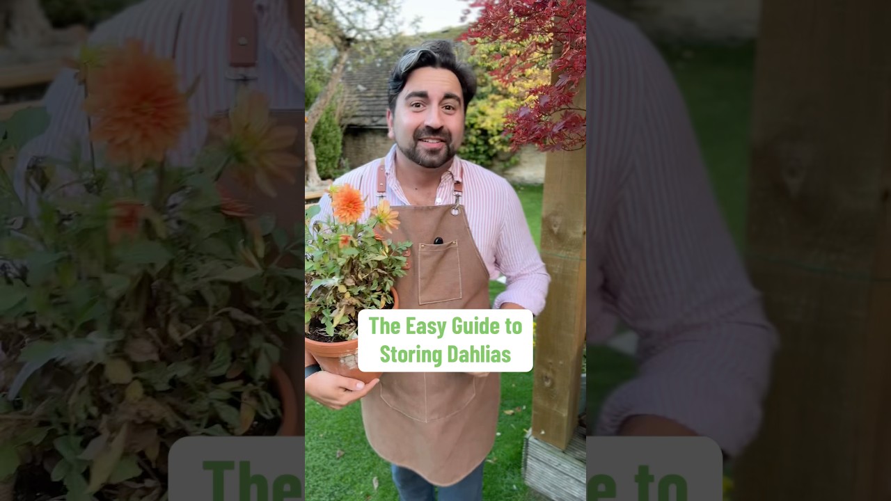 The Easy Guide to Storing Dahlias over winter #dahlias #gardening