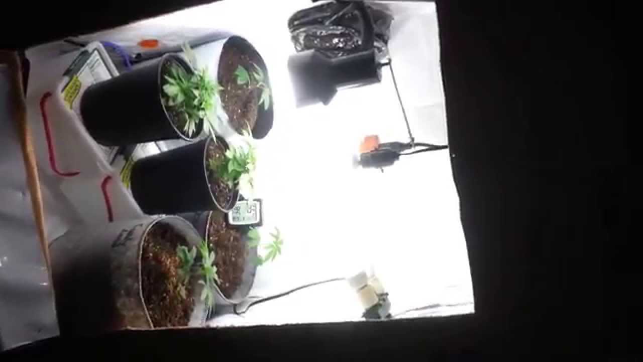 Micro Grow CFL: Flower Power Panzies