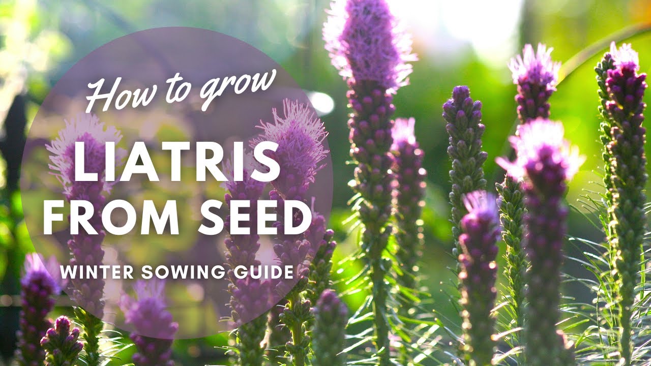 How to Collect & Winter Sow Liatris Seeds | Perennial Garden