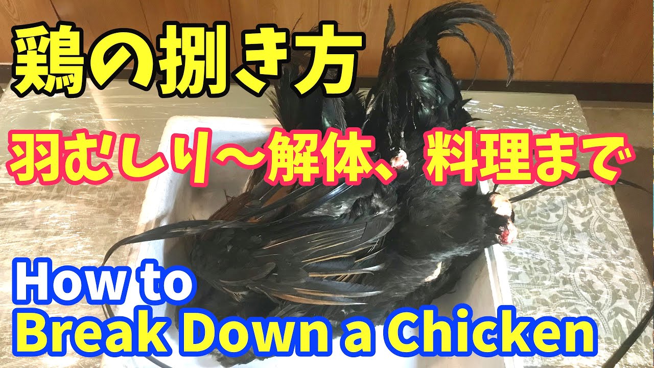 【鶏のさばき方】鶏の解体方法 | 鶏の羽むしりから料理の仕方