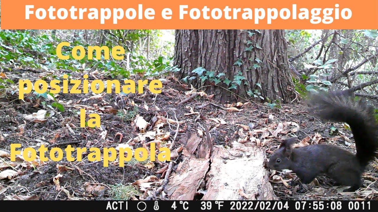 Come posizionare la fototrappola. Video girati con Fototrappola Action Bear