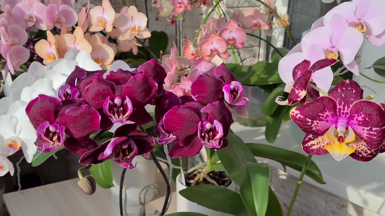 Домашнее цветение ТЁМНЫХ🖤 ОРХИДЕЙ моей КОЛЛЕКЦИИ🌺❤ КАТРИНА❤ ПИНИФ💜 ФИОЛЕТОВЫЙ ДОЖДЬ💜