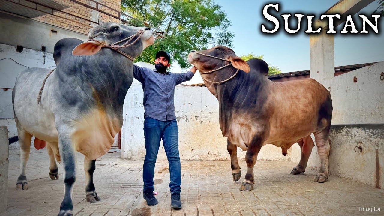 Shaikh Babu Deen Cattle Farm - Sultan Biggest Bull in Rawalpindi - Qurbani 2025 - Cow Mandi 2025