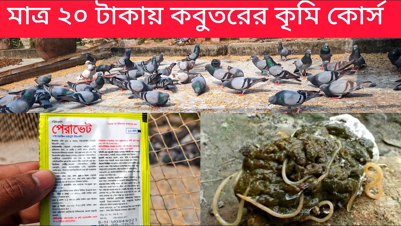 কবুতরের কৃমির কোর্স করানোর সঠিক নিয়ম | কবুতর পালন পদ্ধতি