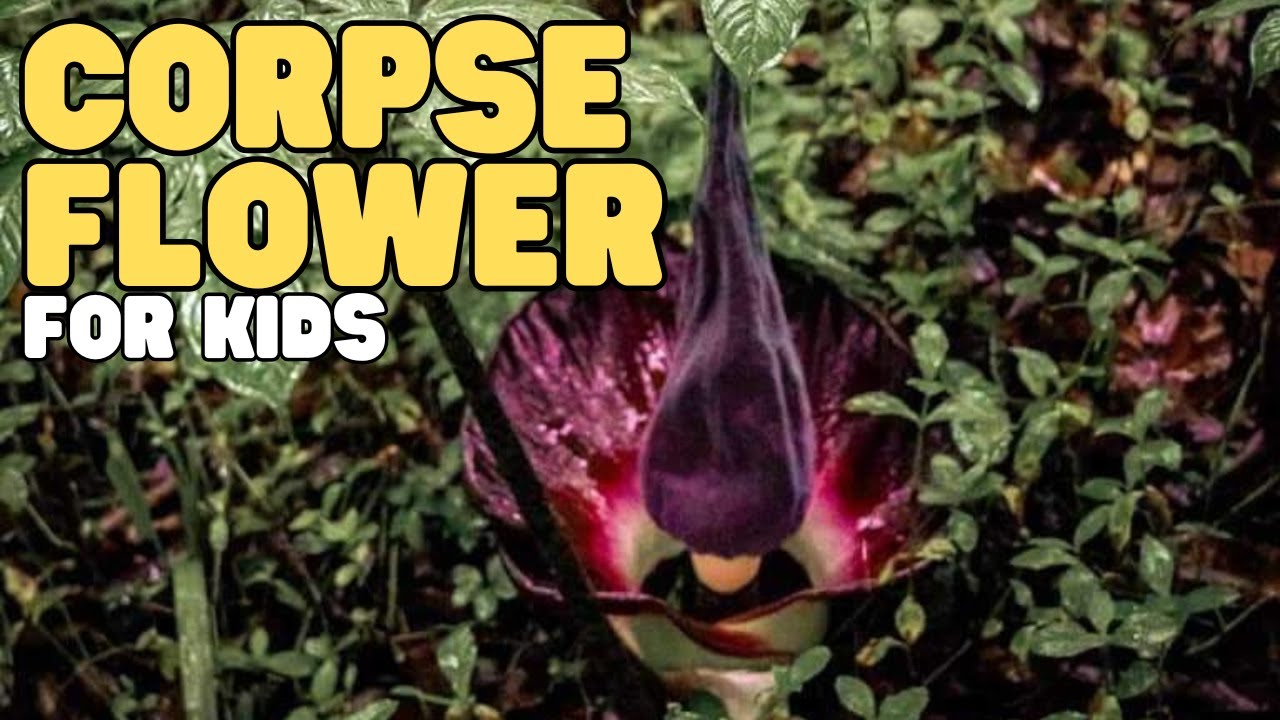 Corpse Flower for Kids | Learn all about one of the world's largest and smelliest plants