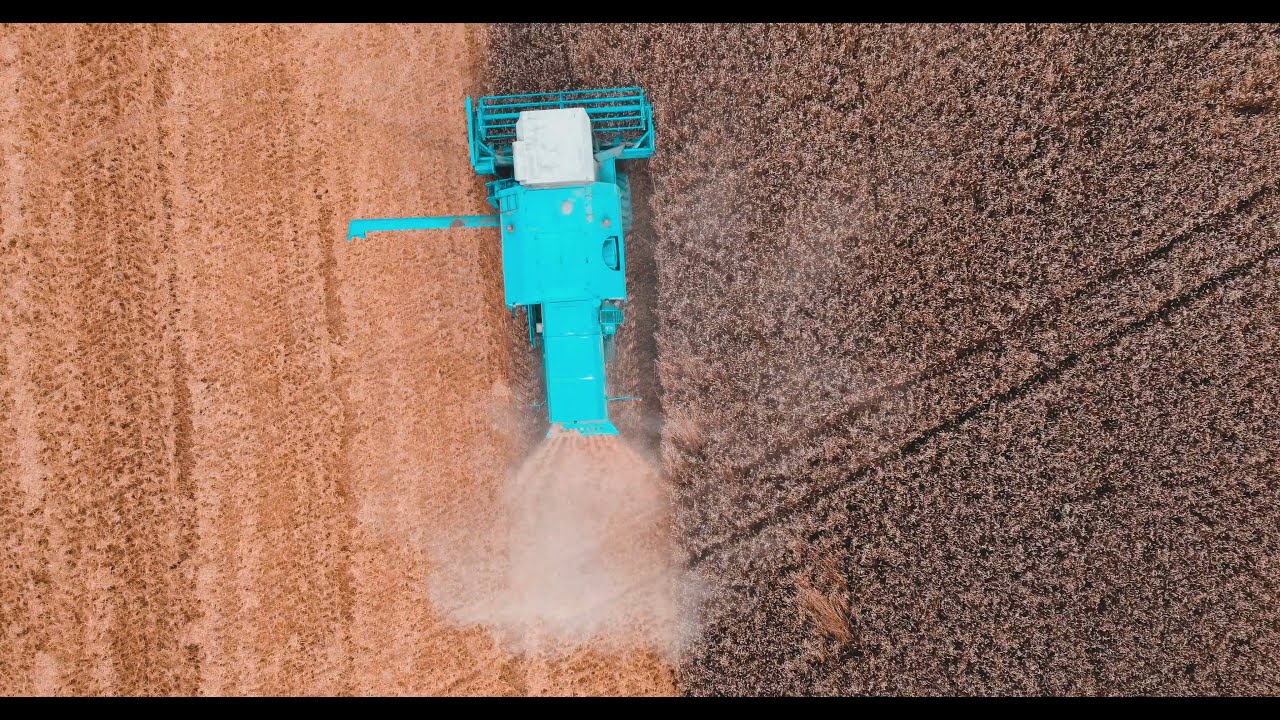 Wheat harvest from above | DJI Mini 2 | Cinematic 4K