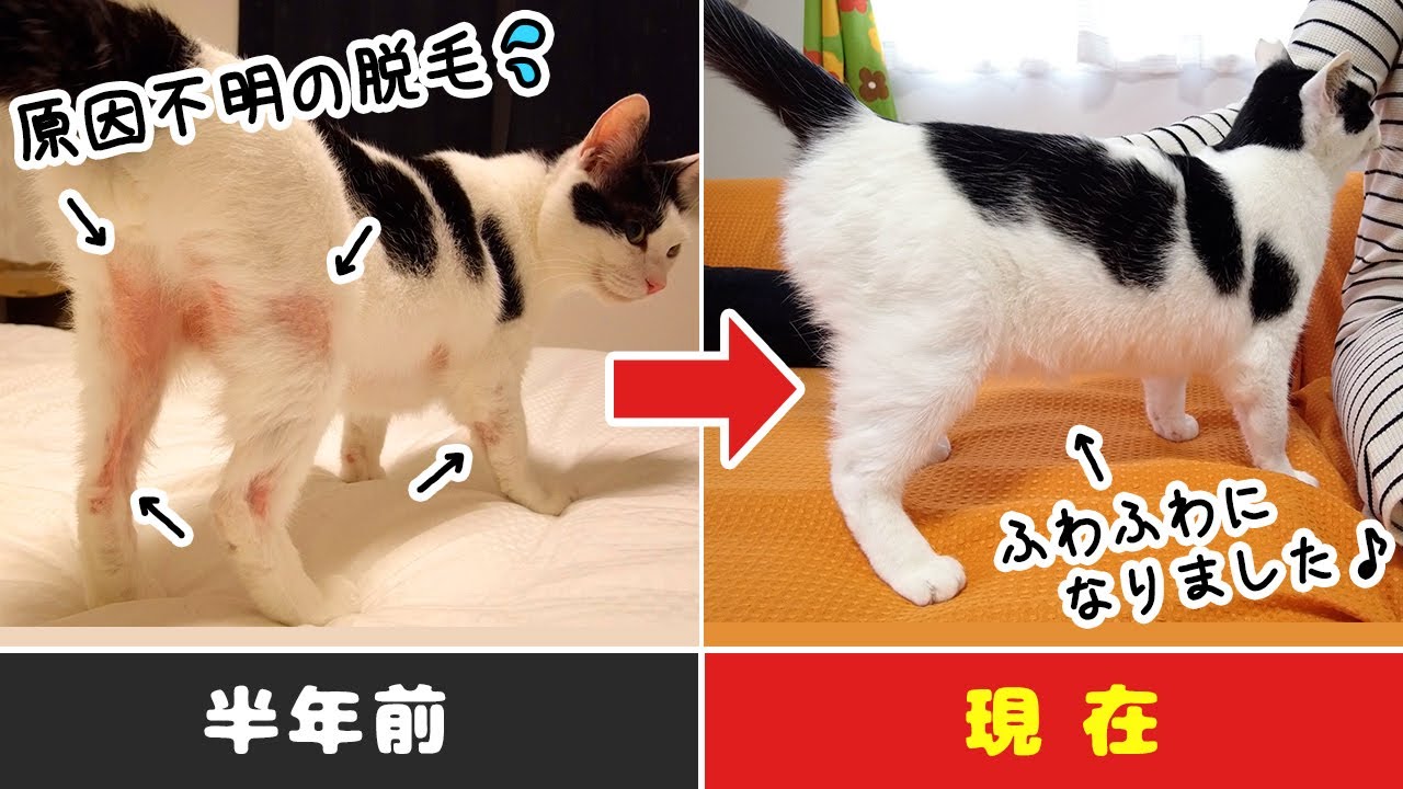 新入猫の原因不明の皮膚病で悩んでいた半年間の記録