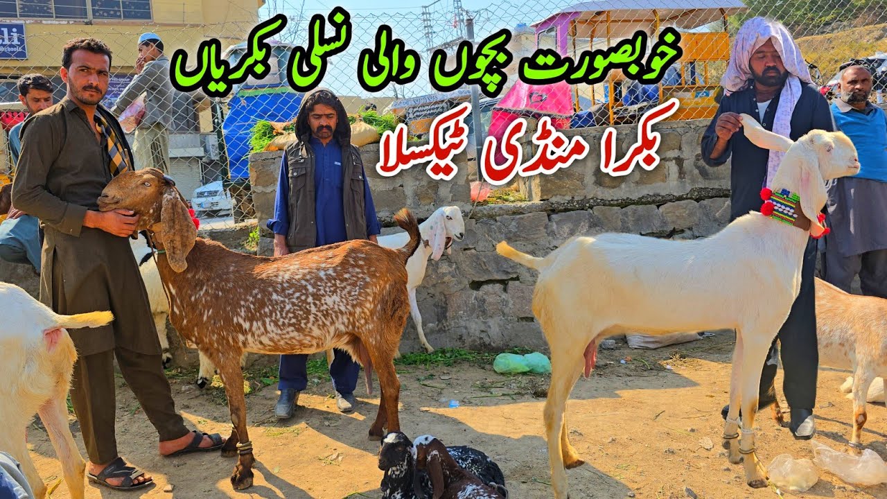 Bacho Wali Khubsorat Bakriyan Taxila Bakra Mandi Update February 2026
