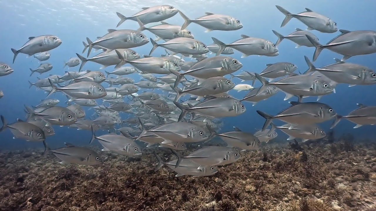 2025.3.30 | ✒️3月30日ゴビログ「またシケました」 | 【ダイブ ゴビーズ  DIVE Gobies】沖縄慶良間(ケラマ)阿嘉島のダイビングショップ
