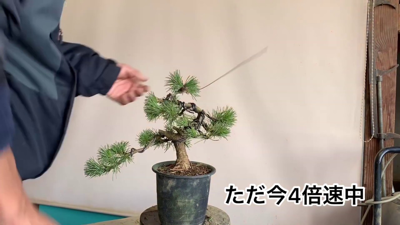 盆栽　針金掛け　五葉松　間延びした枝を思い切って使ってみました。