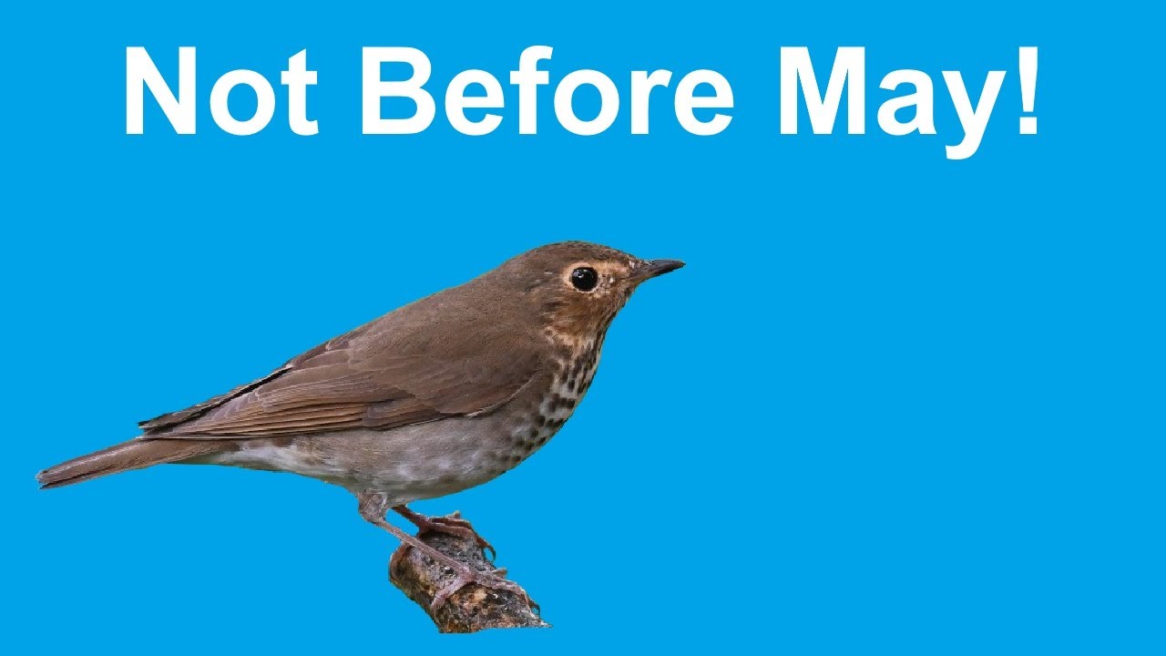 Swainson's Thrush Identification