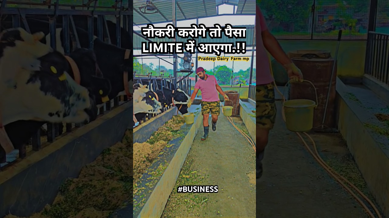 💯💥How to start dairy farm, pradeepdairyframmp,hf cow dairy farm,hf calf dairy#shorts #business#money