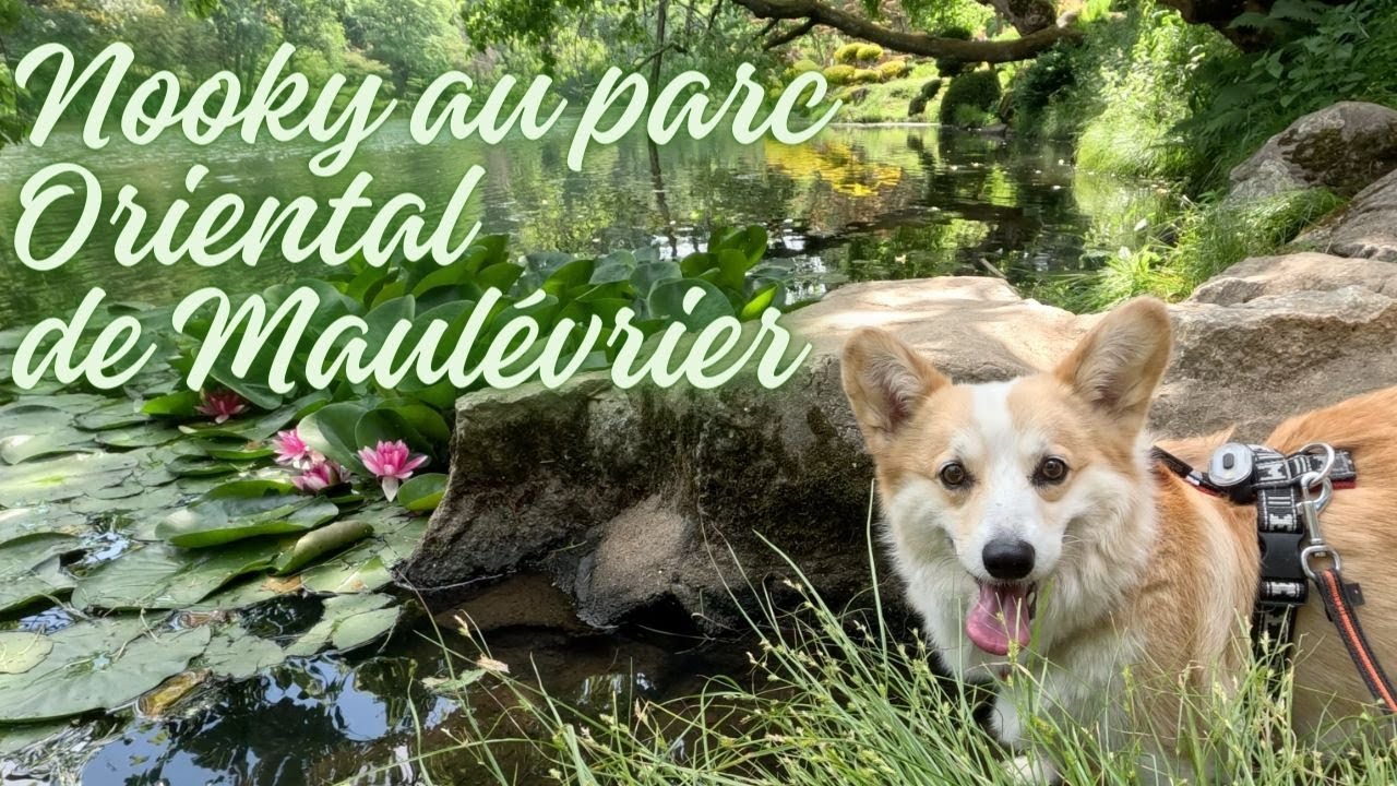 NOOKY CORGI VISITE LE PARC ORIENTAL DE MAULEVRIER