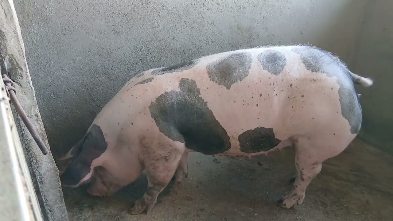 Criação de porcos em Pernambuco 