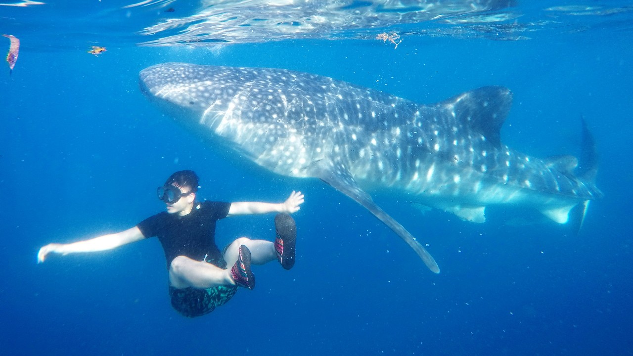 Philippines Cebu Плавание с китовыми акулами