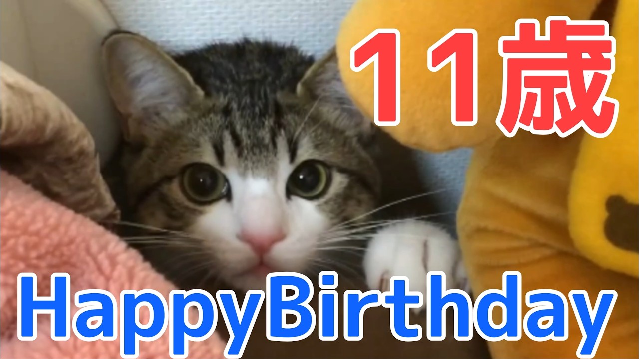 捨て猫すずめくん！11歳のお誕生日です！ vol.1526
