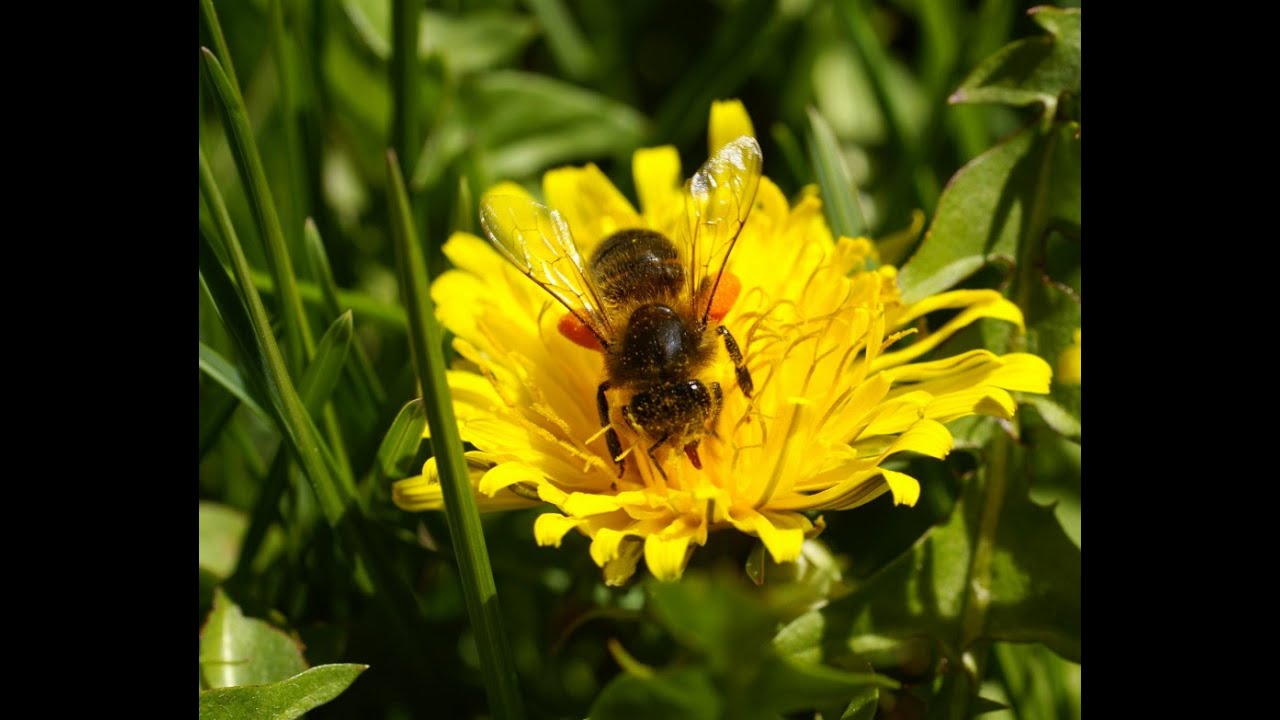 Proceso de Producción de las Abejas Meliponas (Meliponicultura) - TvAgro por Juan Gonzalo Angel