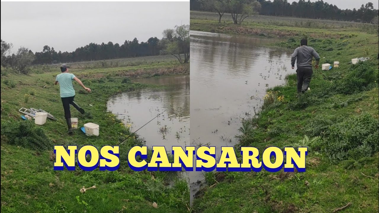 Estos bagres nos cansaron en Pesca en agua dulce