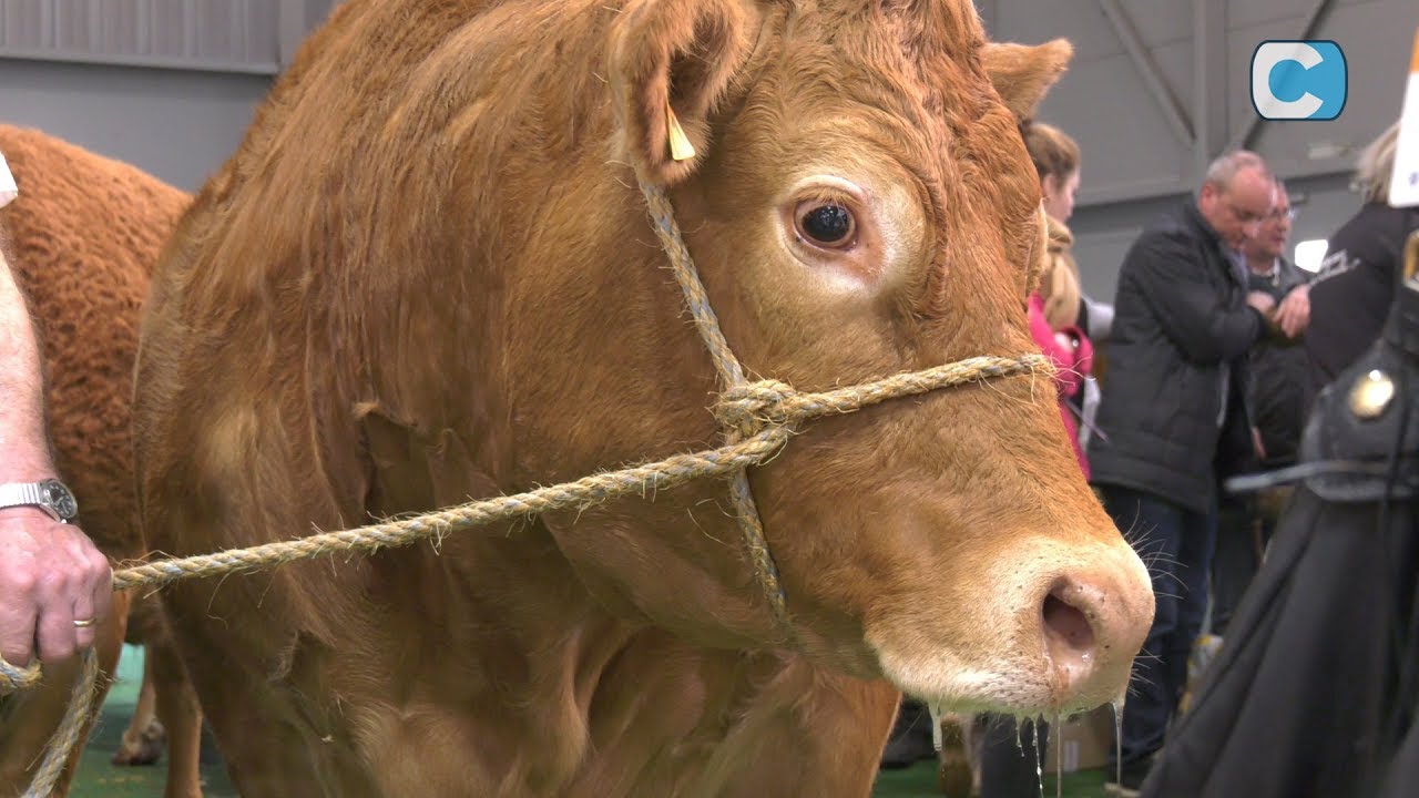 La Limousine au Salon de l'agriculture 2019