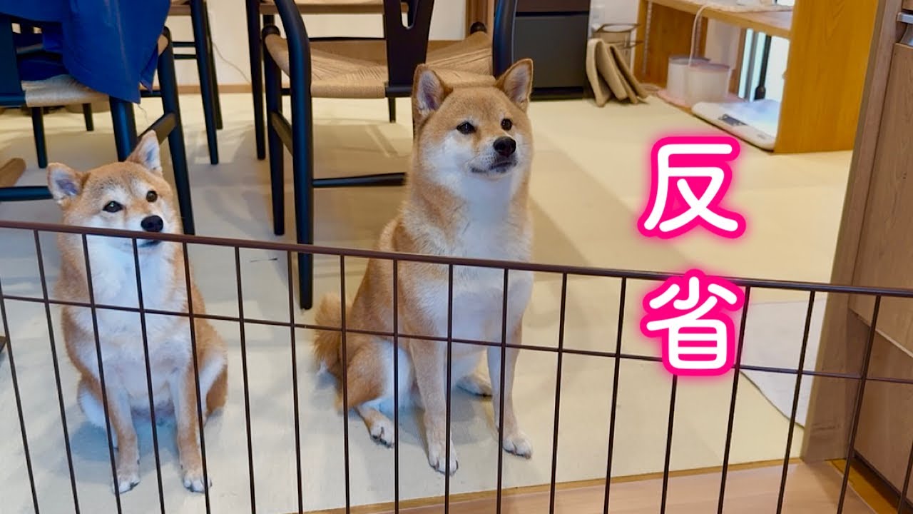 甘えてばかりでわがまま過ぎてママに叱られ反省する柴犬が可愛い