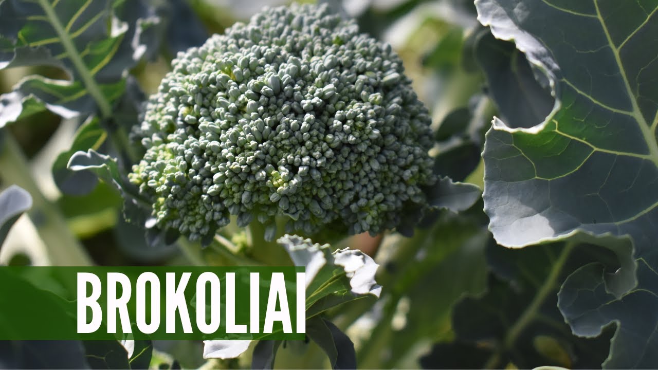 Brokolių auginimas nuo sėklų - išbandykite ir patys!