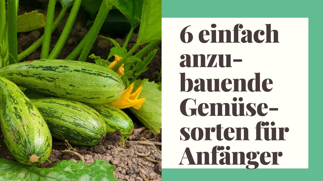 6 einfach anzubauende Gem&uuml;sesorten f&uuml;r Anf&auml;nger - von der Aussaat bis zur Ernte