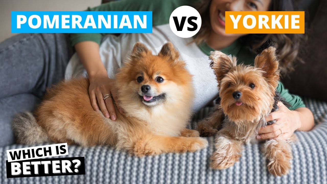 Pomeranian vs Yorkie: Which one's Right for you?