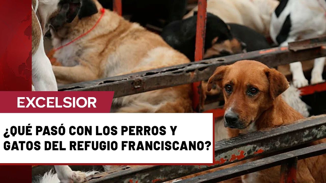 ¿Dónde están todos los animales que sacaron del Refugio Franciscano?