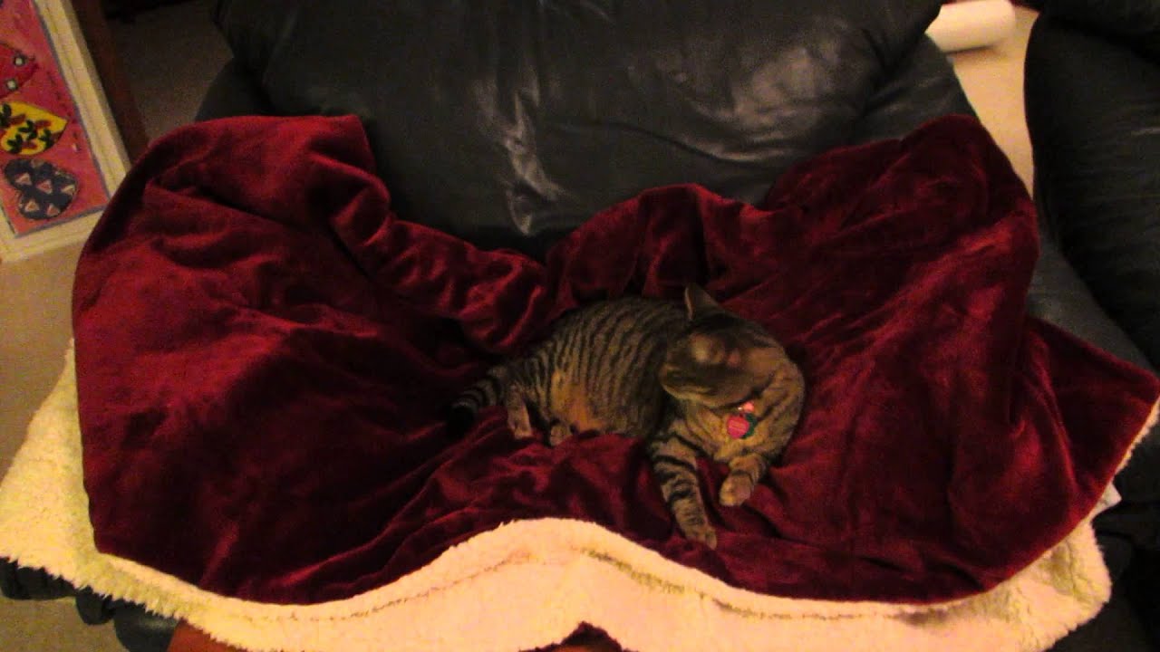 Cat taking up my ENTIRE couch! lol