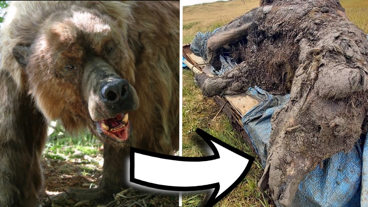 Reindeer Herders Stumble Upon Ice Age Cave Bear With All Its Organs Intact In Siberia
