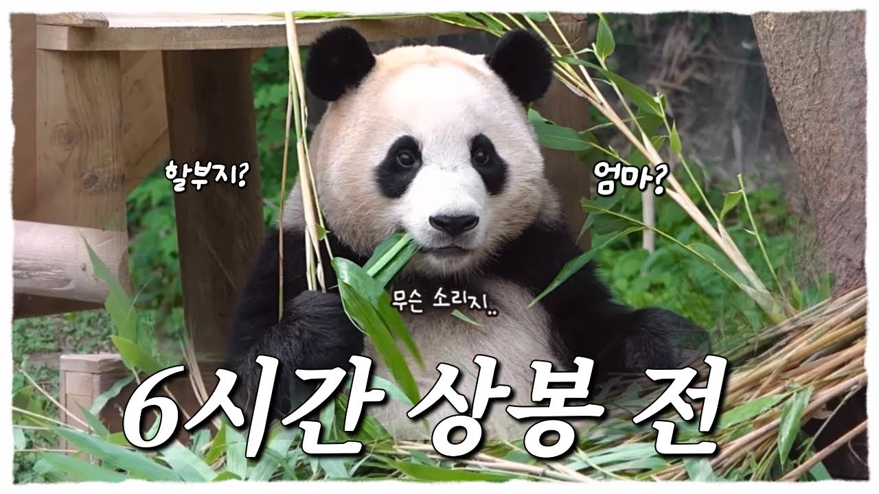 푸바오와 아이바오 모두 처음이었던 독립훈련 1단계 첫날!💕ㅣ푸바오언니가 루이후이에게 보내는 응원💪🏻