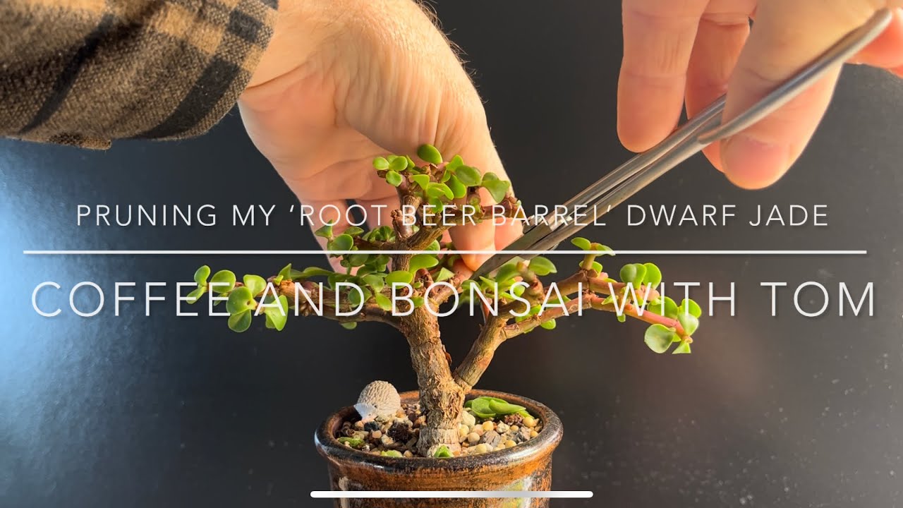 Pruning My Mini Dwarf Jade Bonsai (Portulacaria Afra)