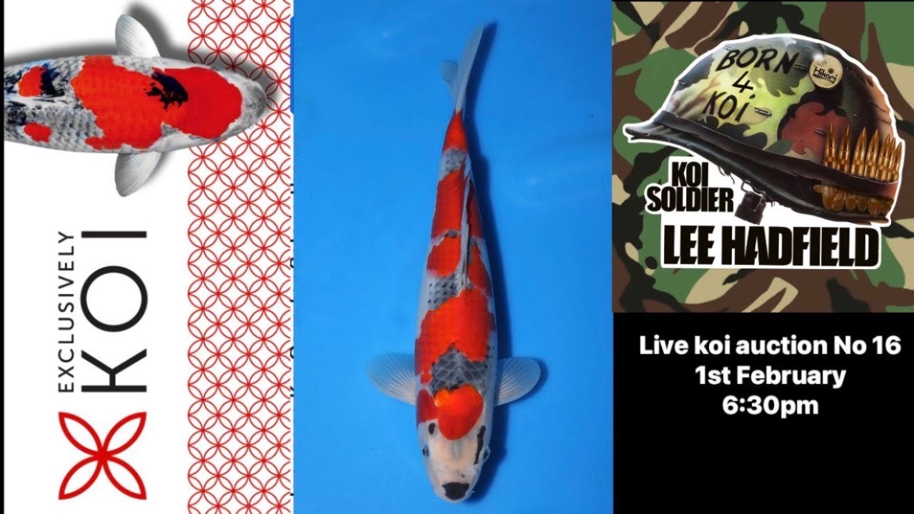 Live Koi Auction No 16