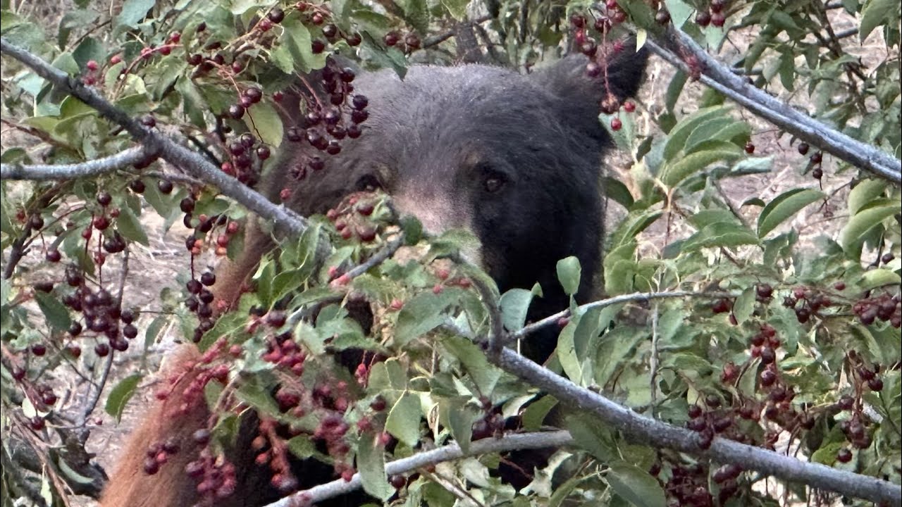 WILDLIFE OF YELLOWSTONE- we saw it all!!! 