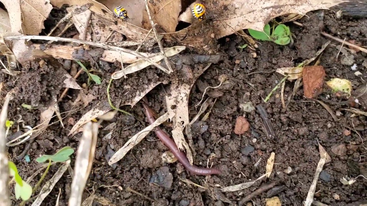 Soil Diversity