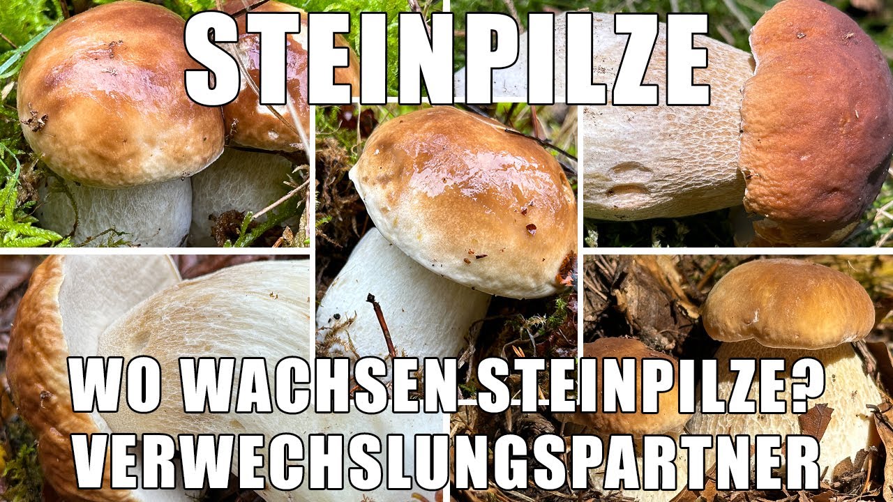 Jetzt schon Steinpilze? Verwechslungspartner, Vergleiche | Wo findet man Steinpilze | Boletus edulis